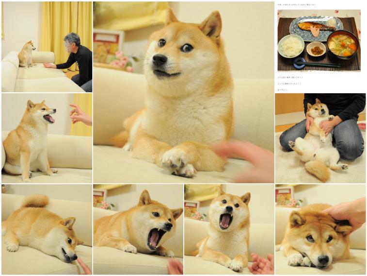 柴犬Kabosu去世：doge表情包原型离世，全球网友悼念这只带来快乐的狗狗